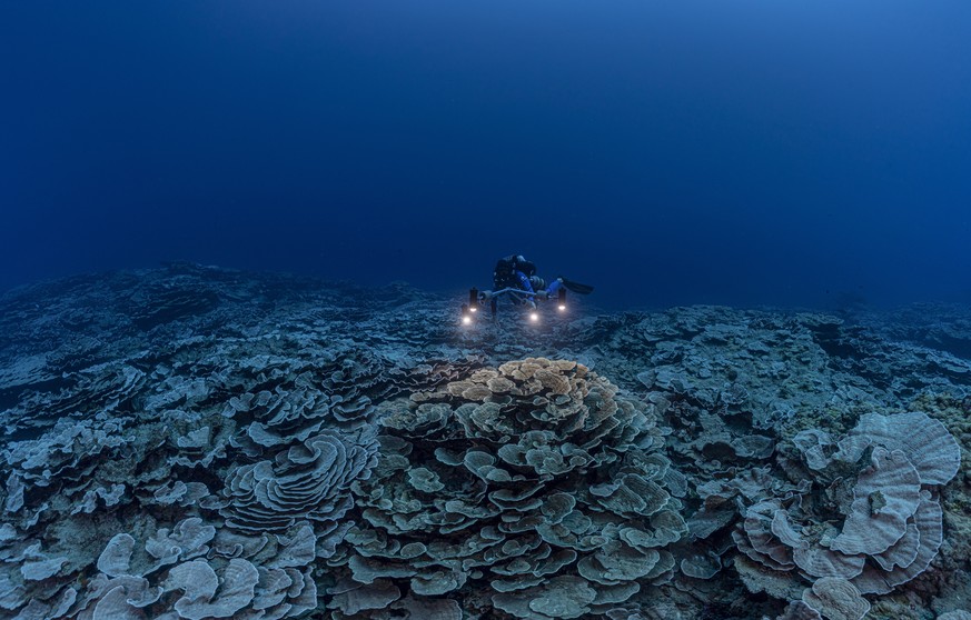 In this photo provided by @alexis.rosenfeld, a researcher for the French National Centre for Scientific Research studies corals in the waters off the coast of Tahiti of the French Polynesia in Decembe ...