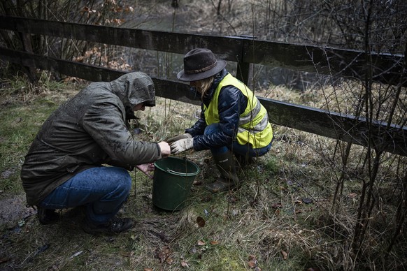 Salome Spycher, Rangerin Stadt Winter und Leiterin der Junior Rangers, rechts, und Michael Wiesner, Abteilungsleiter Oekologie, Stadtgruen Witerthur, links, zaehlen Grasfroesche, Erdkroeten und Bergmo ...