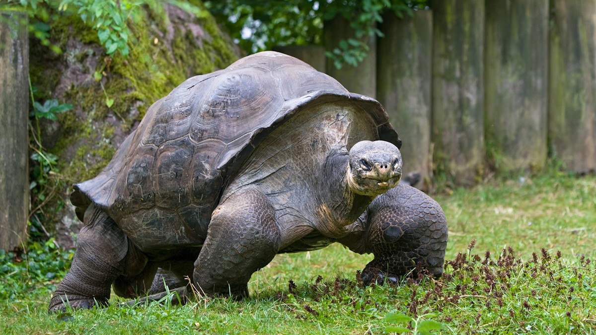Schildkröte galapagos zürich zoo