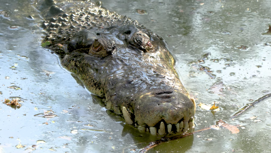 Alligator, gezeigt im Intro zu «7 vs. Wild Panama».