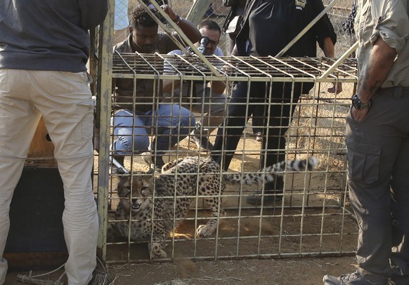 A cheetah lies inside a transport cage at the Cheetah Conservation Fund (CCF) in Otjiwarongo, Namibia, Friday, Sept. 16, 2022. The CCF will travel to India this week to deliver eight wild cheetahs to  ...