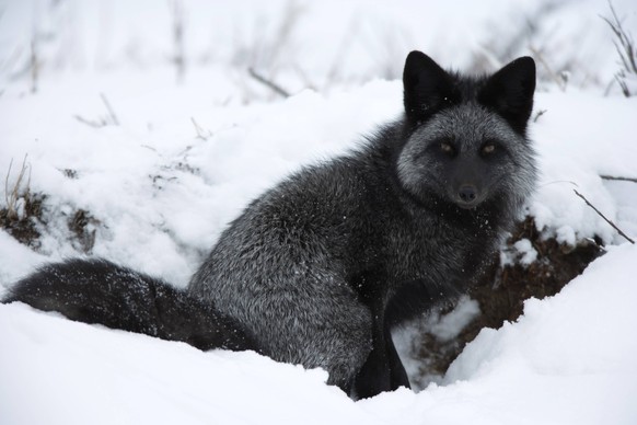 Silverfox (red fox) (Vulpes vulpes), Churchill, Hudson Bay, Manitoba, Canada, North America PUBLICATIONxINxGERxSUIxAUTxONLY Copyright: ThorstenxMilse 748-692
Valedictorian Silverfox Red Fox Vulpes Vu ...