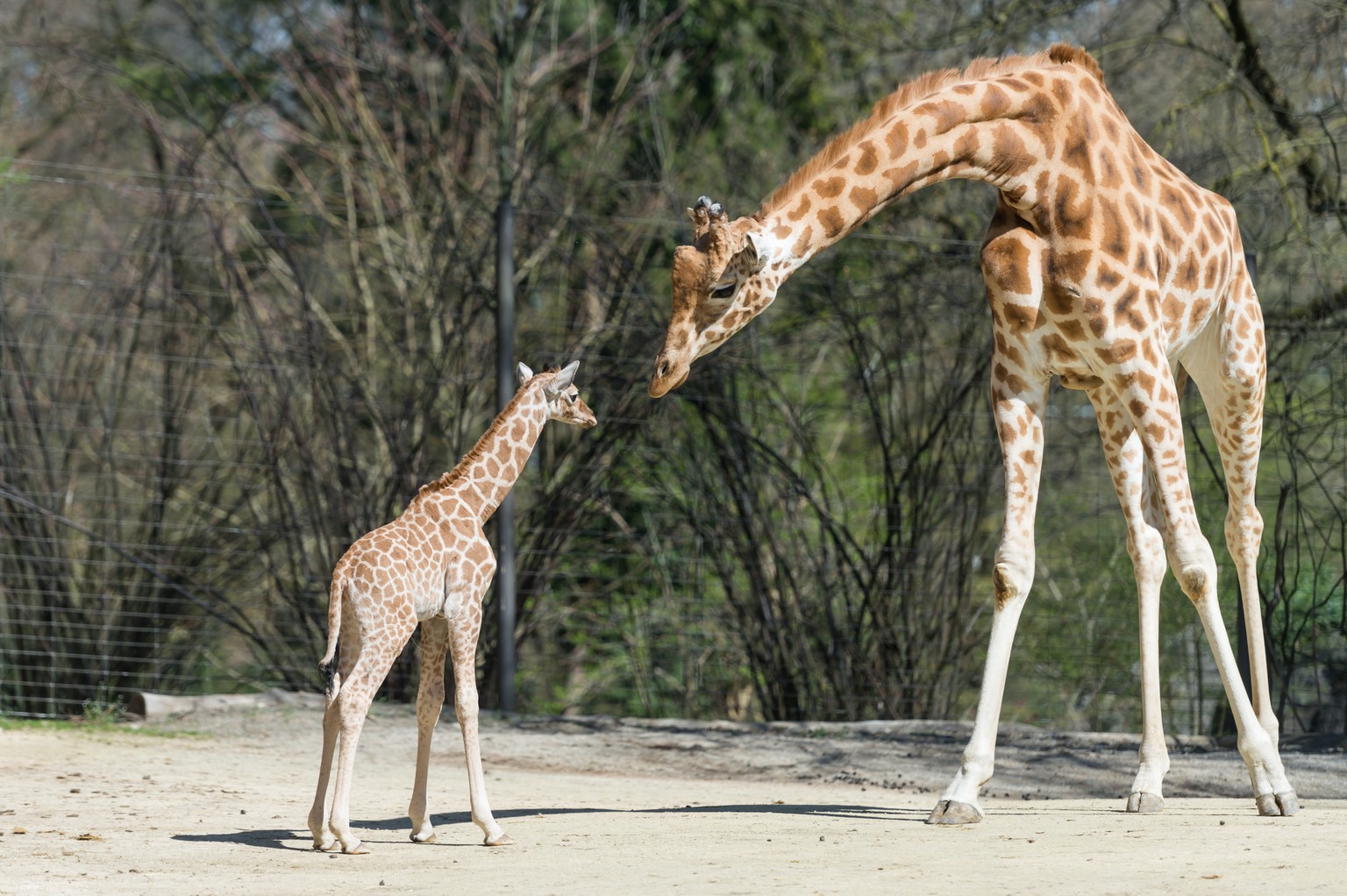 Wer Giraffen sehen will, kann das im Basler Zolli.