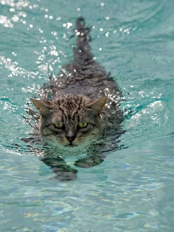 Katze im Wasser

https://www.pinterest.com/pin/AXb2FD1E1iU-kBSi2HVxUc8PfvFEoAdKBE4ALkkFyfeaXLP0jWQj2UY/