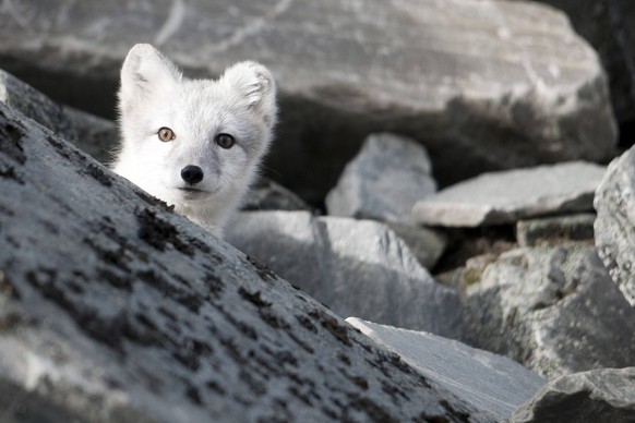 Eisfuchs, Eis-Fuchs, Polarfuchs, Polar-Fuchs, Weissfuchs, Weiss-Fuchs, Blaufuchs, Blau-Fuchs (Alopex lagopus, Vulpes lagopus), im Winterfell, schaut hinter einem Fels hervor, Norwegen, Dovrefjell Sunn ...