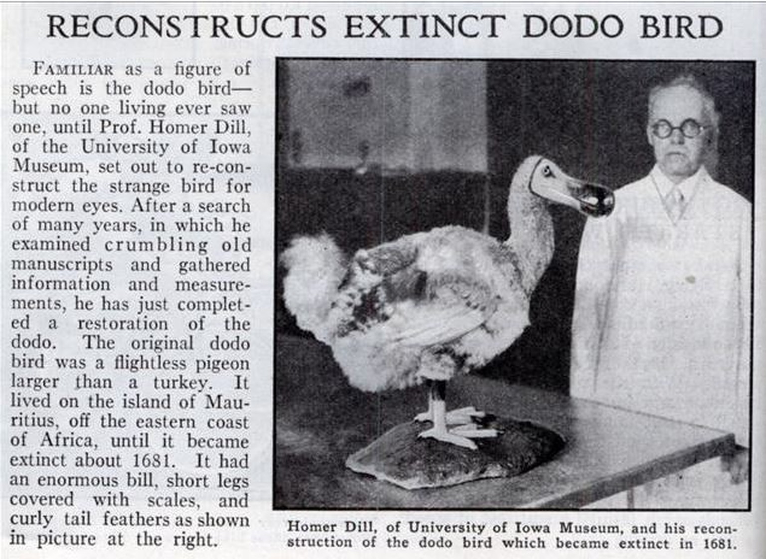 Ein glücklicher Homer Dill vom Museum der Universität von Iowa und seine Dodo-Rekonstruktion.