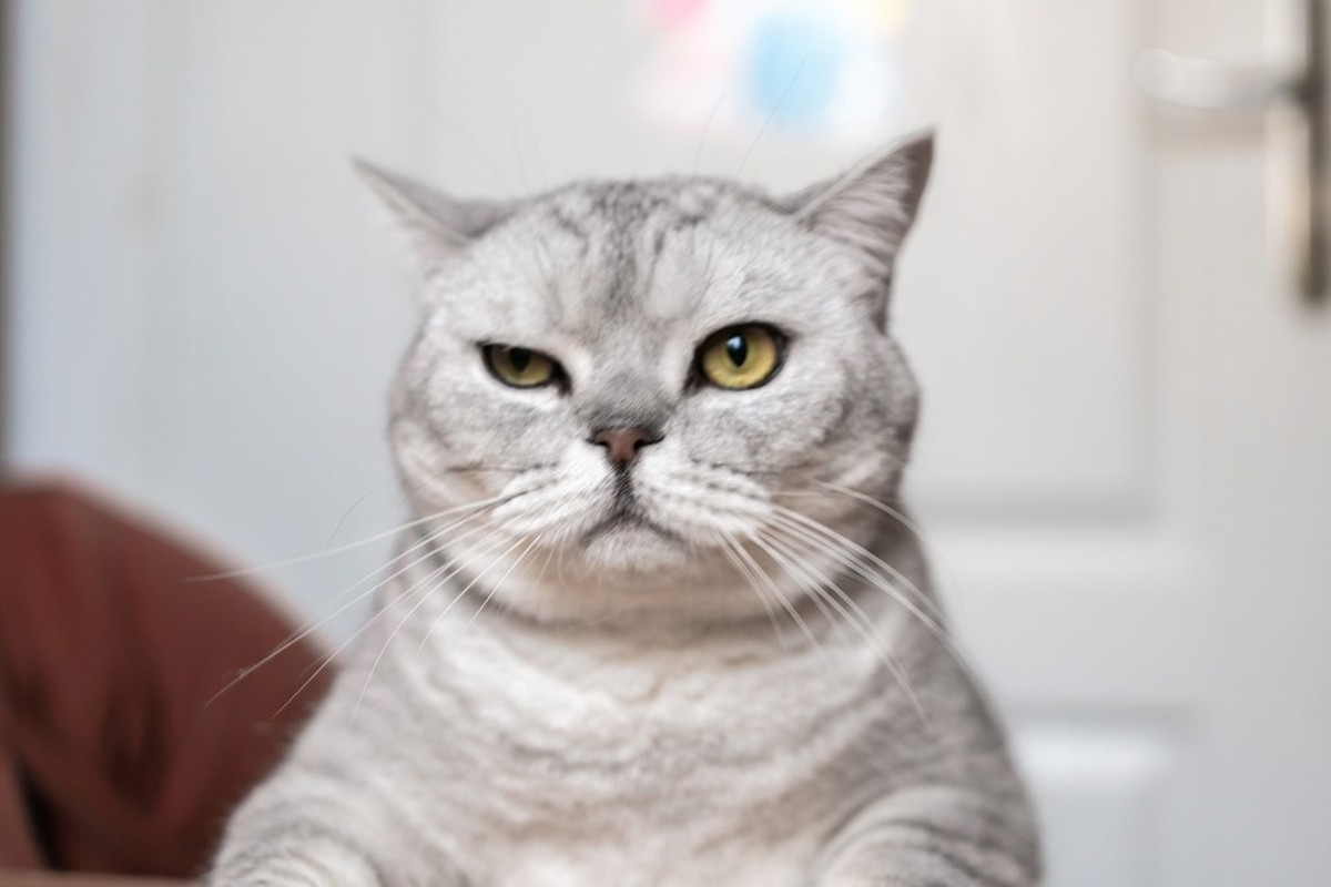 Griesgrämige Katze