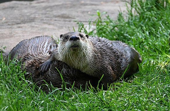 cute news tier otter

https://www.reddit.com/r/Otters/comments/1d15ays/shut_up_and_act_natural_ill_do_the_talking/