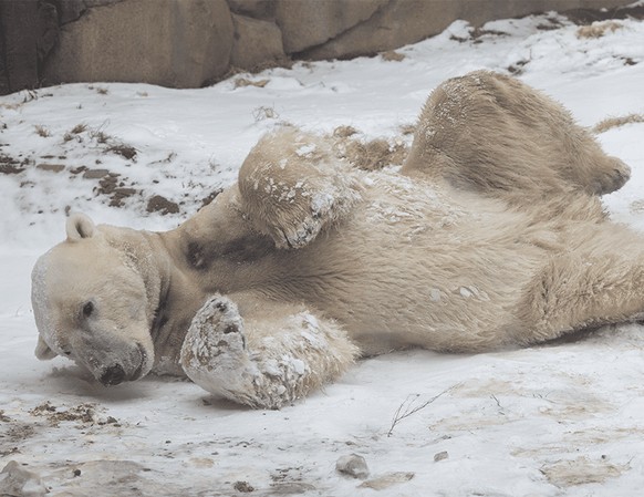 Der Eisbär Siku im Lincoln Park Zoo.