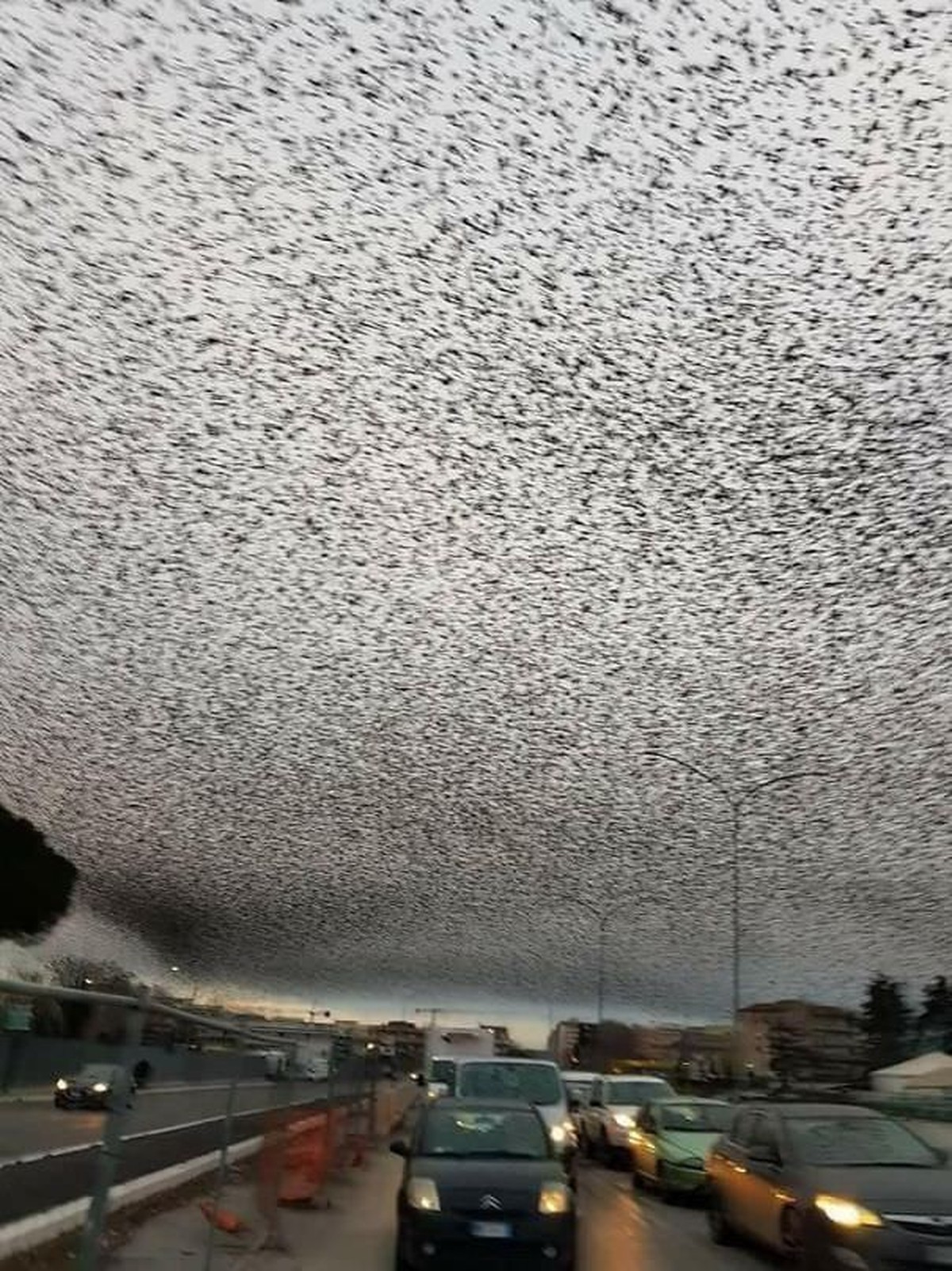 Creepy nature - Vögel am Himmel