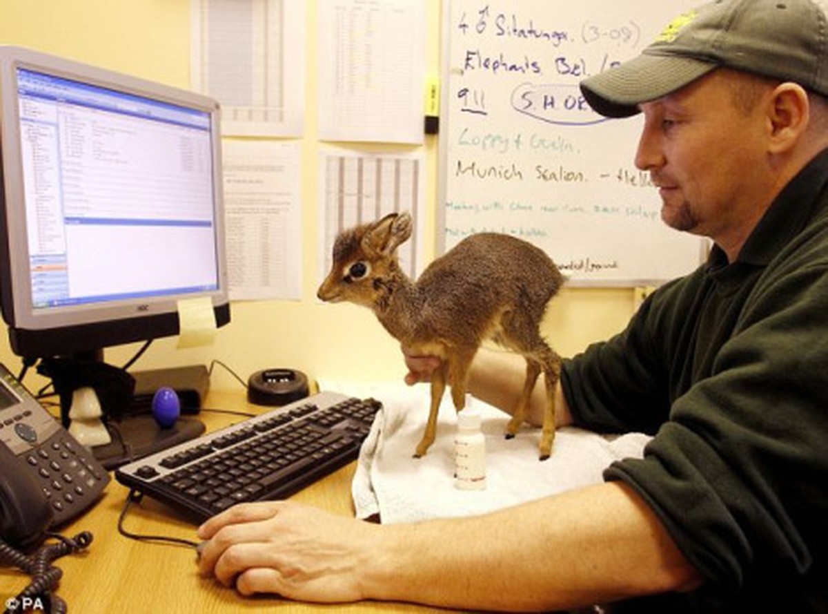 DikDik