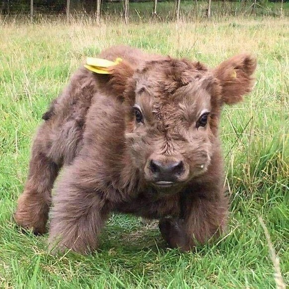 cute news animal tier kuh

https://imgur.com/t/cow/C1fI8pS