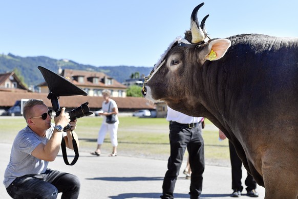 In schoenste Licht gesetzt wird Siegermuni Kolin vom Starfotografen Toto Marti bei der Praesentation des Gabentempels des Eidgenoessischen Schwing- und Aelplerfest - ESAF 2019 Zug in Zug am Freitag, 9 ...