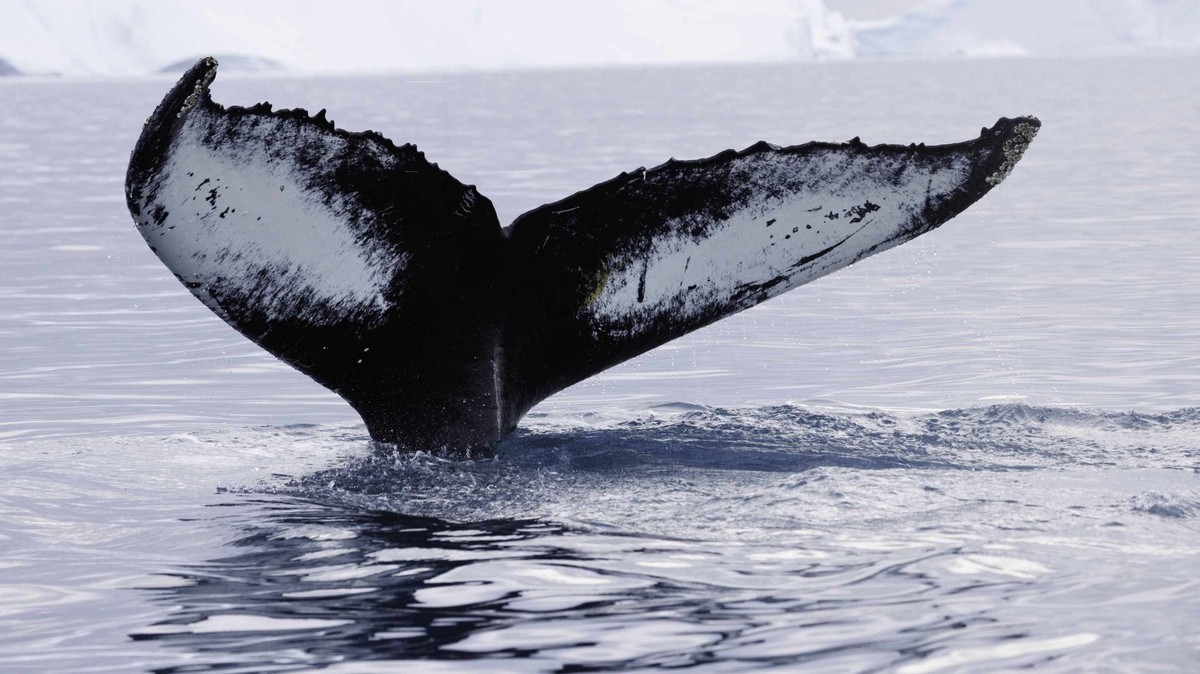 Fin whale