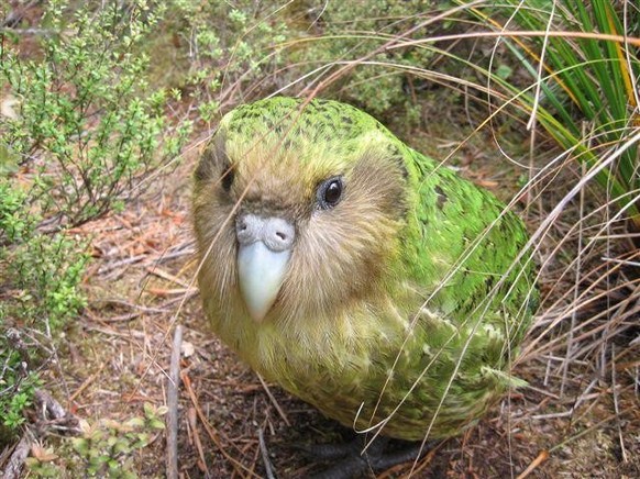 cute news tier kakapo vogel papagei

https://www.reddit.com/r/kakapo/comments/93tep6/can_i_get_uhhhhhhh_obese_parrot/