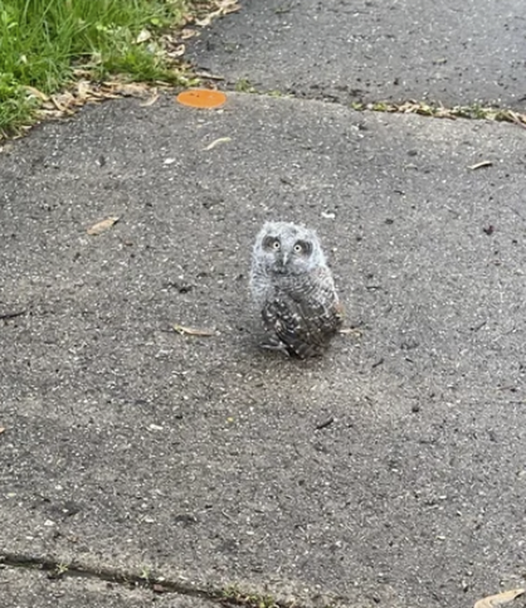 Cute News: Eule