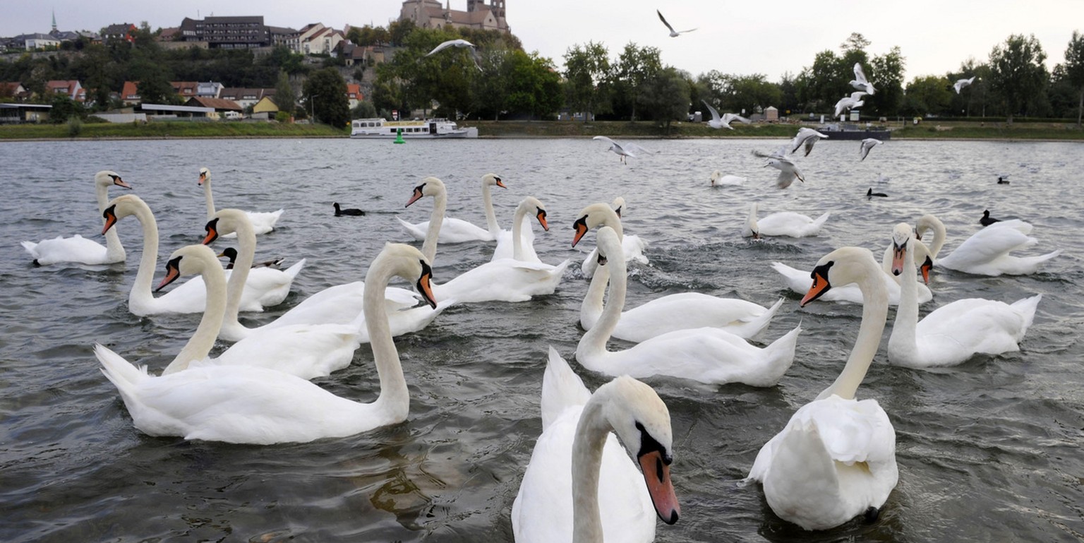 Dutzende von Schwaenen schwimmen am Freitag, 11. September 2009, auf dem Rhein bei Breisach, Baden-Wuerttemberg. Das Wetter ist deutlich kuehler als in der Wochenmitte, die Sonne zeigt sich nur gelege ...