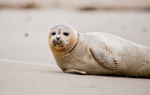 18.02.2022, Niedersachsen, Schillig: Ein Seehund liegt am Strand, w