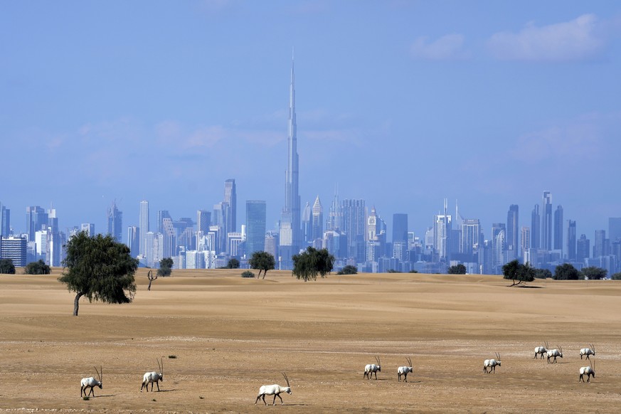 A flock of Arabian Oryx graze at a conservation area in front of the city skyline with the Burj Khalifa, the world&#039;s tallest building, in Dubai, United Arab Emirates, Sunday, Jan. 8, 2023. (AP Ph ...