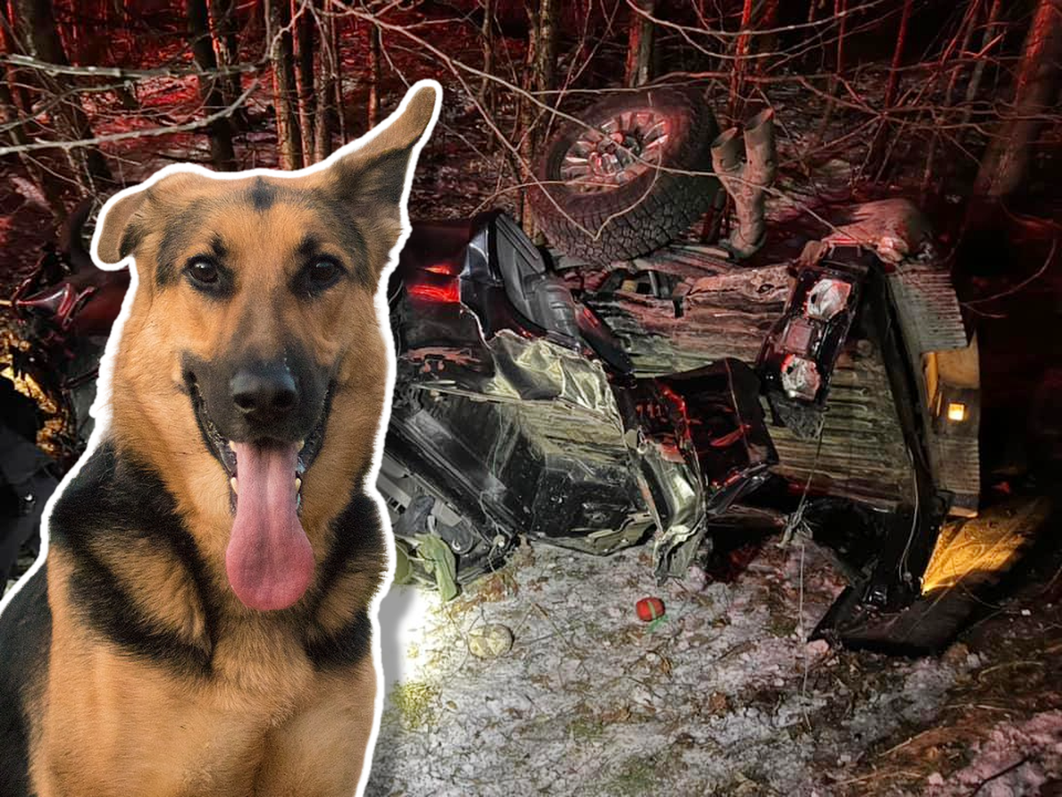 Une chienne mène la police sur le lieu d'un crash