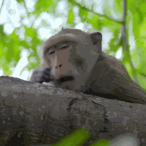 Animiertes GIF
