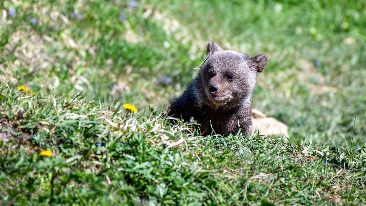 Ihre ersten Lebenswochen verbrachten die Kleinen noch gut geschützt in der Winterhöhle. Nun werden sie zunehmend aktiver.