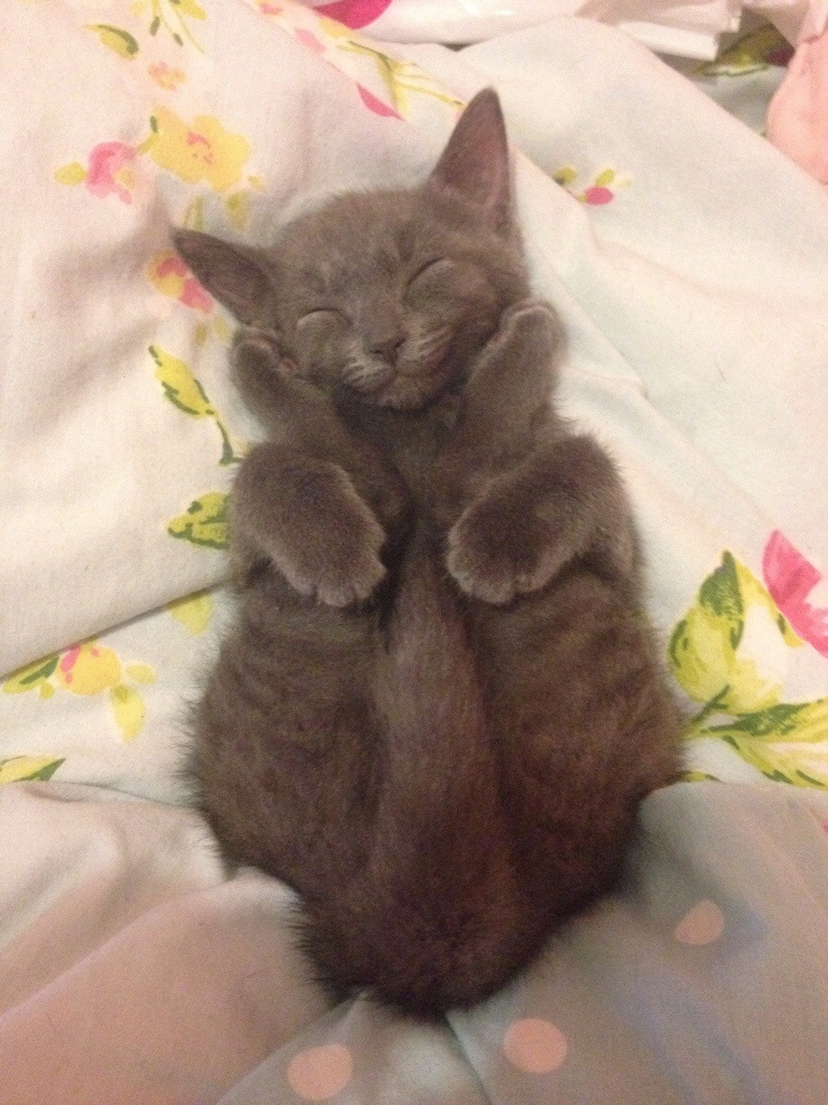 Yoga Katze
https://imgur.com/gallery/N89OngI