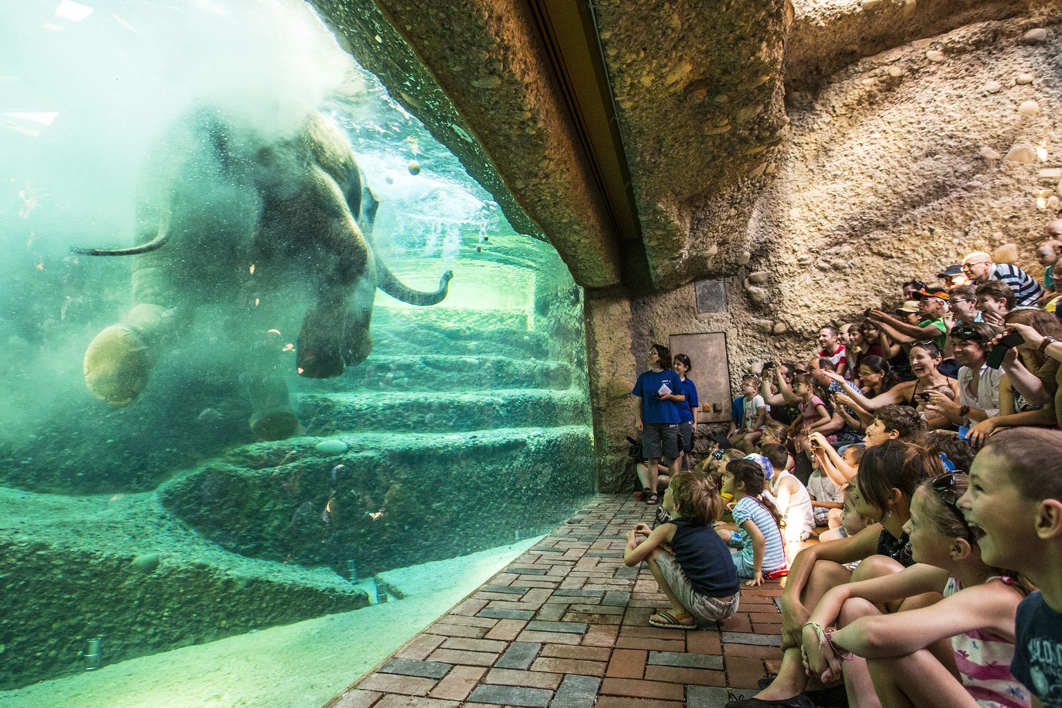 Grosse Attraktion im Zürcher Zoo: Das Elefanten-Gehege.