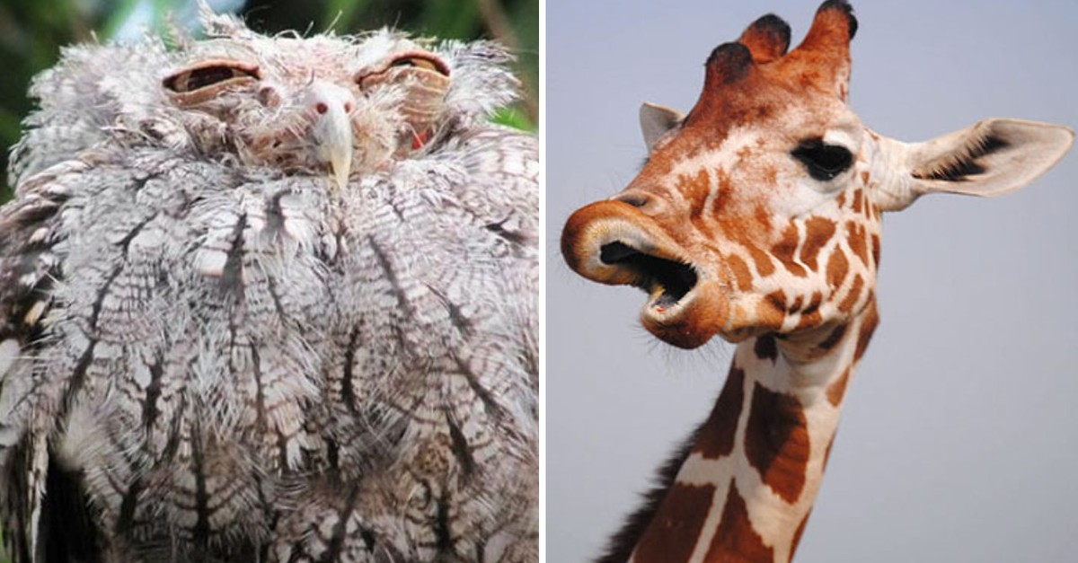 Du denkst, du bist unfotogen? Dann hast du diese 27 Tiere noch nicht gesehen