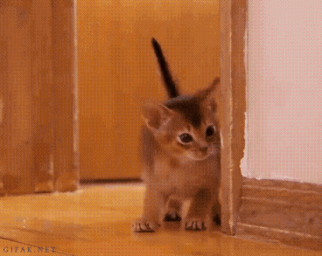 Кот выглядывает из-за угла gif