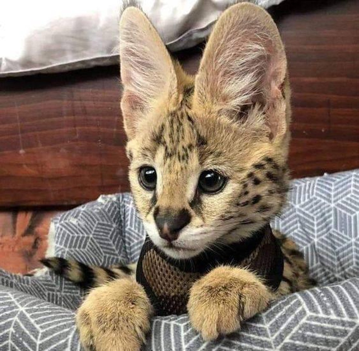 cute news animal tier