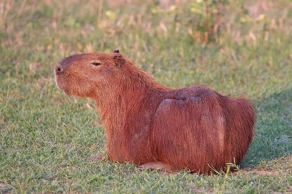cute news animal tier capybara

https://www.reddit.com/r/capybara/comments/xpej2x/the_first_image_google_gives_me_of_a_capybara/