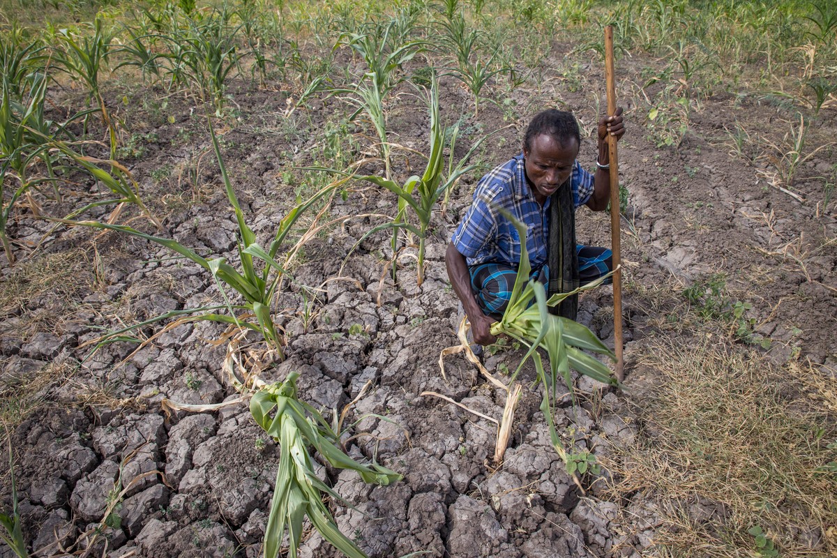In this photo taken on Tuesday, Jan.26, 2016, a farmer shows his failed crops and farmland in the Megenta area of Afar, Ethiopia. The farmer said he has lost 100 percent of his crops. Morbid thoughts  ...