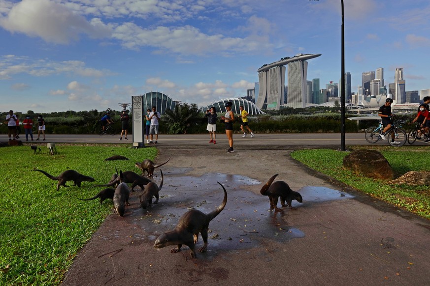 Singapore Wildlife Animal A bevy of smooth coated otter mark their territory as park goers stop to take pictures at Gardens by the Bay on January 8, 2022 in Singapore. Wild otters are making a comebac ...