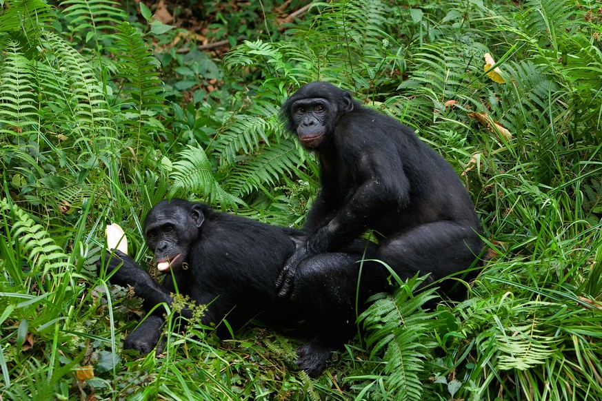 Promiskuitive Vettern im Tierreich: Bonobos bei ihrer Lieblingsbeschäftigung.<br data-editable="remove">