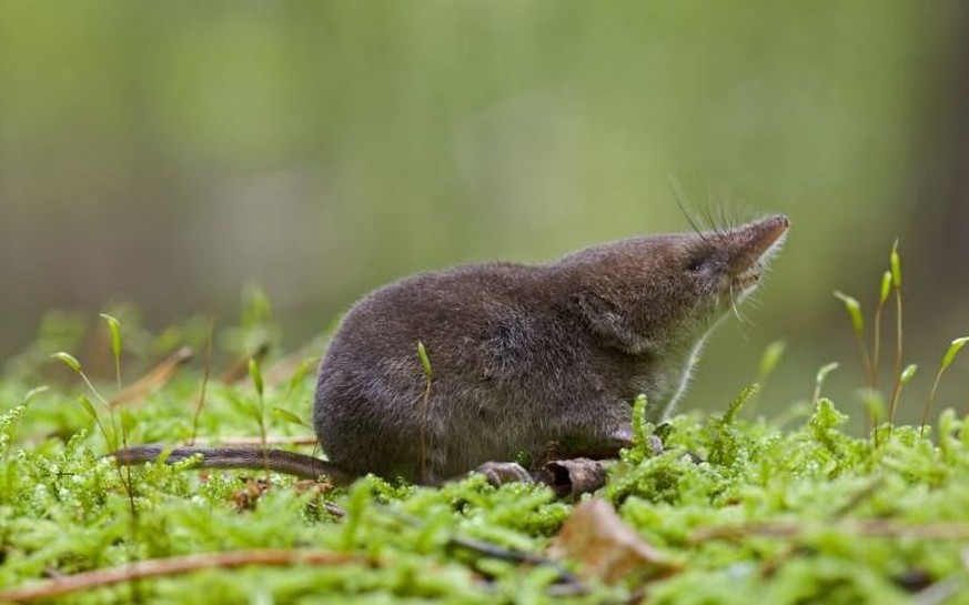 Waldspitzmaus. Der Energiebedarf der winzigen Säuger ist so hoch, dass sie bereits nach wenigen Stunden ohne Nahrung verhungern.