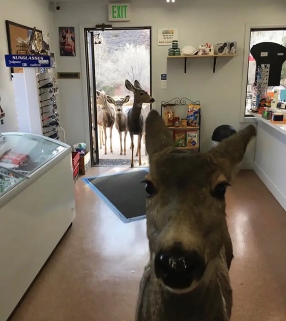 cute news tier deer reh

https://imgur.com/gallery/deer-dump-001-Fivt378#/t/aww