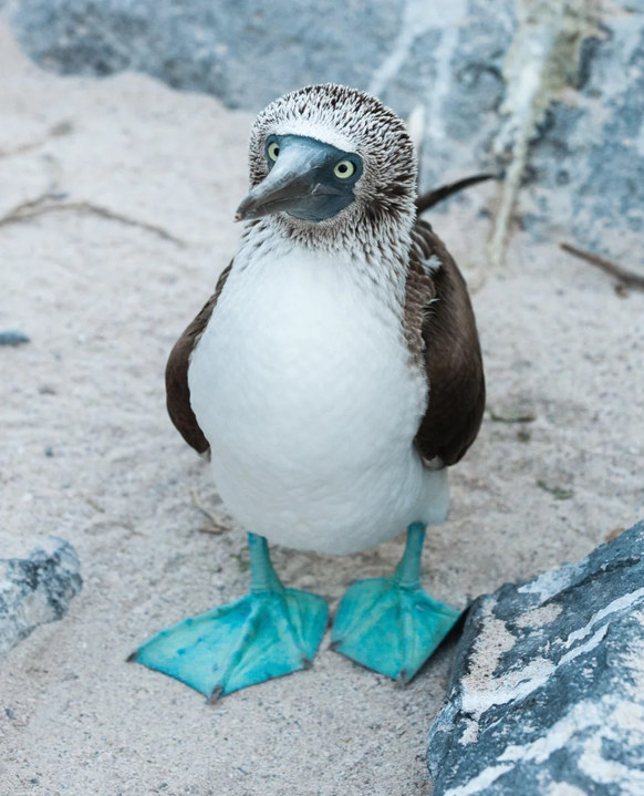 Cute News: Blaufusstölpel