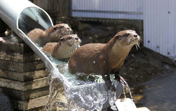 Zeit für lustige Tierbilder! Und danach könnt ihr ins Wochenende
die Antwort auf Frage 9 was das sei; ist ja ganz klar ein Otter-Slide?? Warum konnte ich das nicht anwählen -.-
/hellofromtheotterslid ...