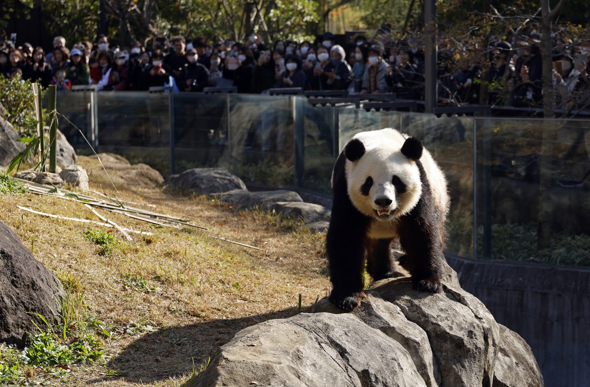 epa12554027 Dozens of visitors gather to watch giant panda Xiao Xiao at Ueno Zoological Gardens in Tokyo, Japan, 28 November 2025. Japan could be left without any giant pandas for the first time in de ...