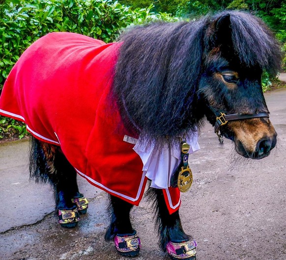 Pony als Bürgermeister
Dreht der Bürgermeister seine Runde, hört man sein Hufeklappern schon von Weitem – denn an der Spitze des englischen Dorfs Cockington steht ein Shetland-Pony.