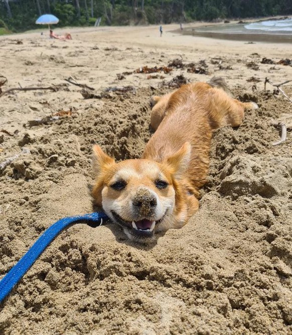 https://www.reddit.com/r/rarepuppers/comments/ql0twm/first_trip_to_the_beach_he_loved_it/

hund dog cute news