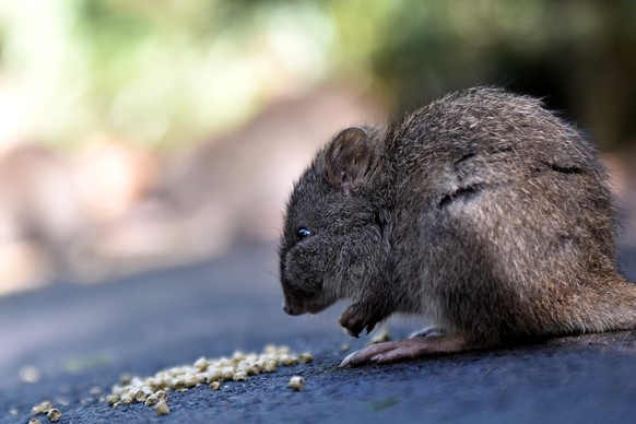 Potoroo/Kaninchenkänguru