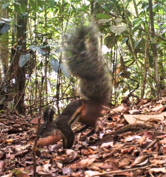 Borneo-Hörnchen