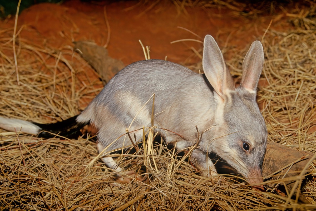 Macrotis is a genus of desert-dwelling marsupial omnivores known as bilbies or rabbit-bandicoots; they are members of the order Peramelemorphia.