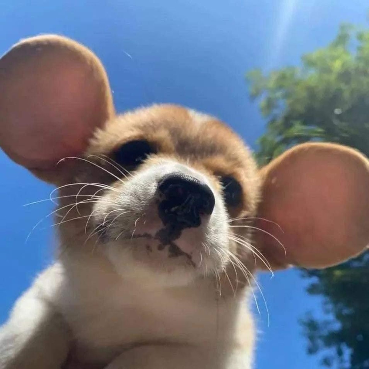 cute news animal tier hund dog

https://imgur.com/t/animal/x6UdcNC