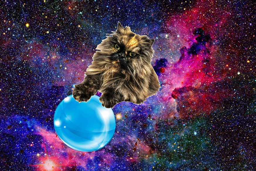 Orakel-Katze Hader weiss, wie dein neues Jahr aussehen wird