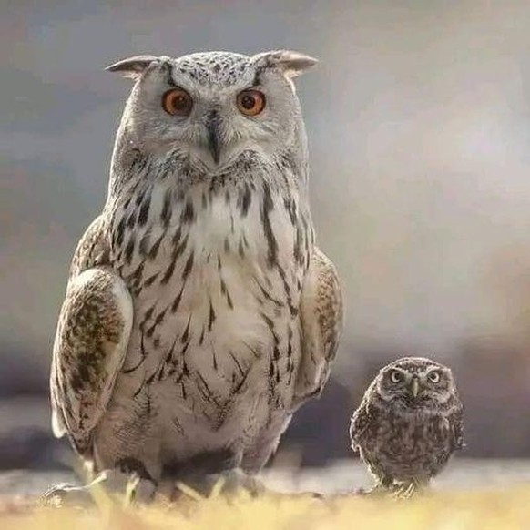 Nice news about owl https://www.reddit.com/r/Owls/comments/1aq3mot/owls_mom_love/