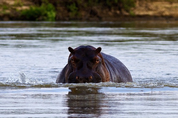 Nilpferd Shutterstock