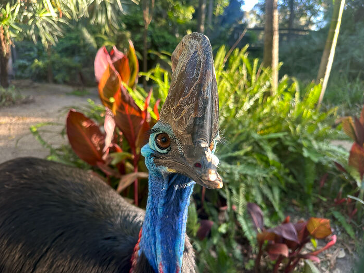 Kasuar Zoo Adelaide

https://www.adelaidezoo.com.au/first-cassowary-egg-in-34-years/